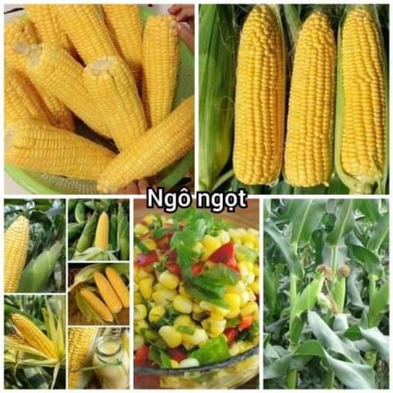 ngô ngọt hạt giống nhập khẩu thái lan