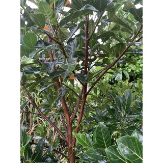 lá mít tươi 300g