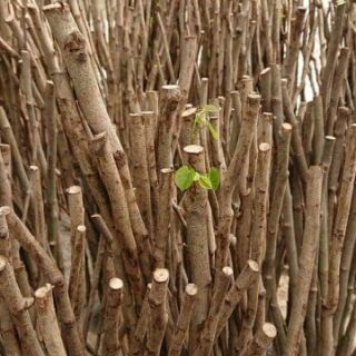 Cây hạnh phúc