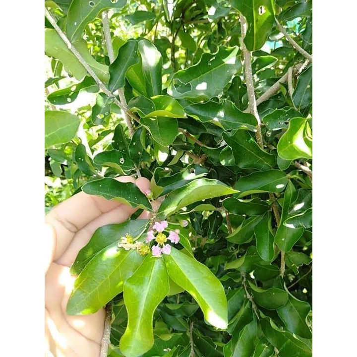 CÂY GIỐNG CÂY SƠ RI THÁI TRÁI NGỌT, SIÊU QUẢ,