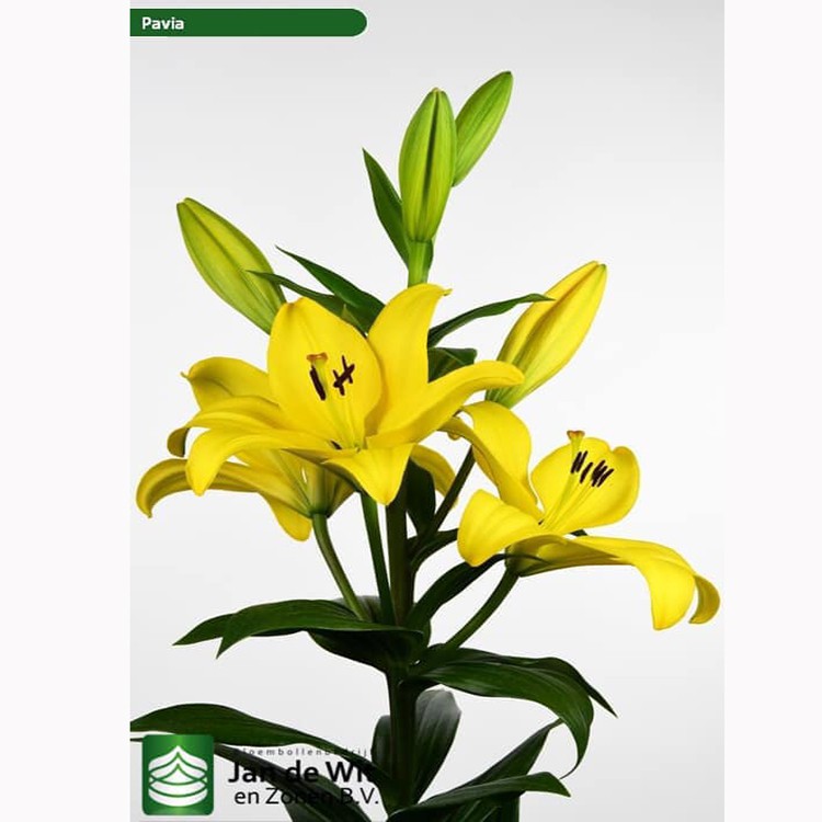 Củ hoa ly màu vàng 5-7 hoa