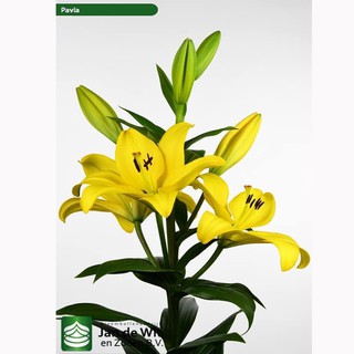 củ hoa ly màu vàng 5-7 hoa