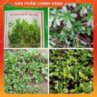 HẠT GIỐNG RAU SÂM ĐẤT- RAU SAM GÓI 0,5G