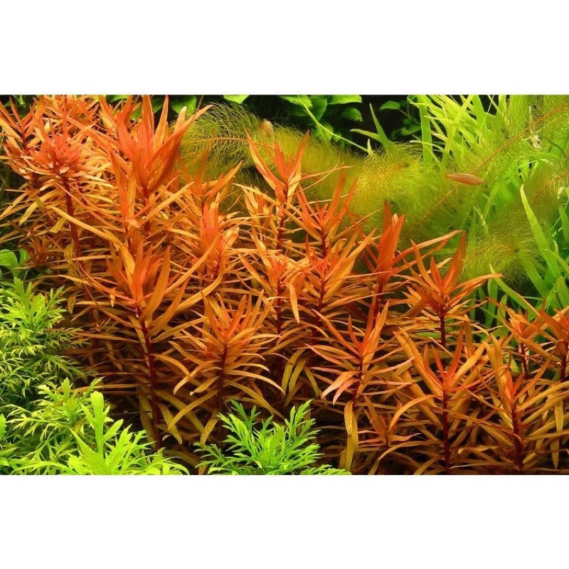 cây thuỷ sinh hồng liễu - dễ trồng không cần co2