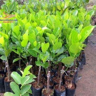 cây giống mít ruột đỏ Thái Lan