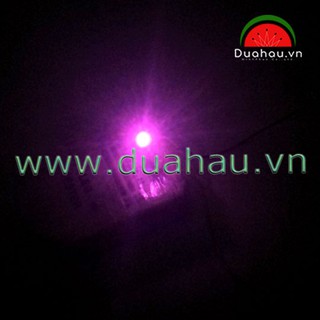 [1.000 bóng led màu HỒNG] Led lùn đầu dù 5mm - bóng trong