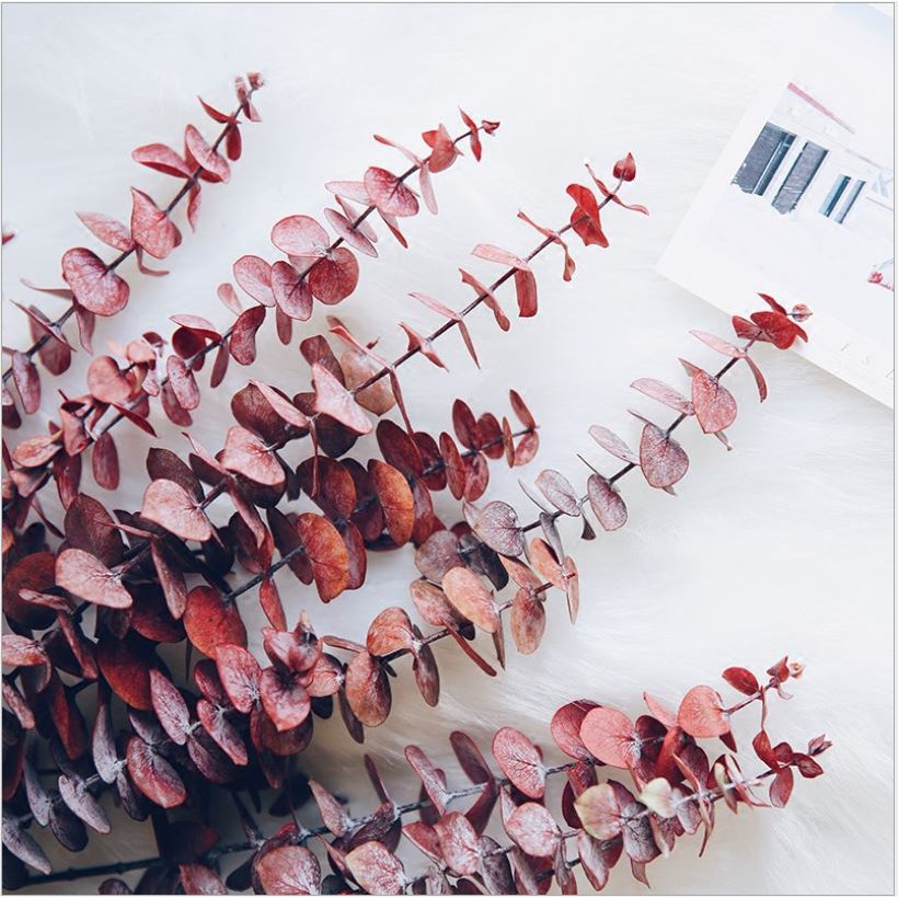 Cành lá khuynh diệp khô Eucalyptus ❤️FREESHIP❤️ hoa trang trí phòng khách decor vintage