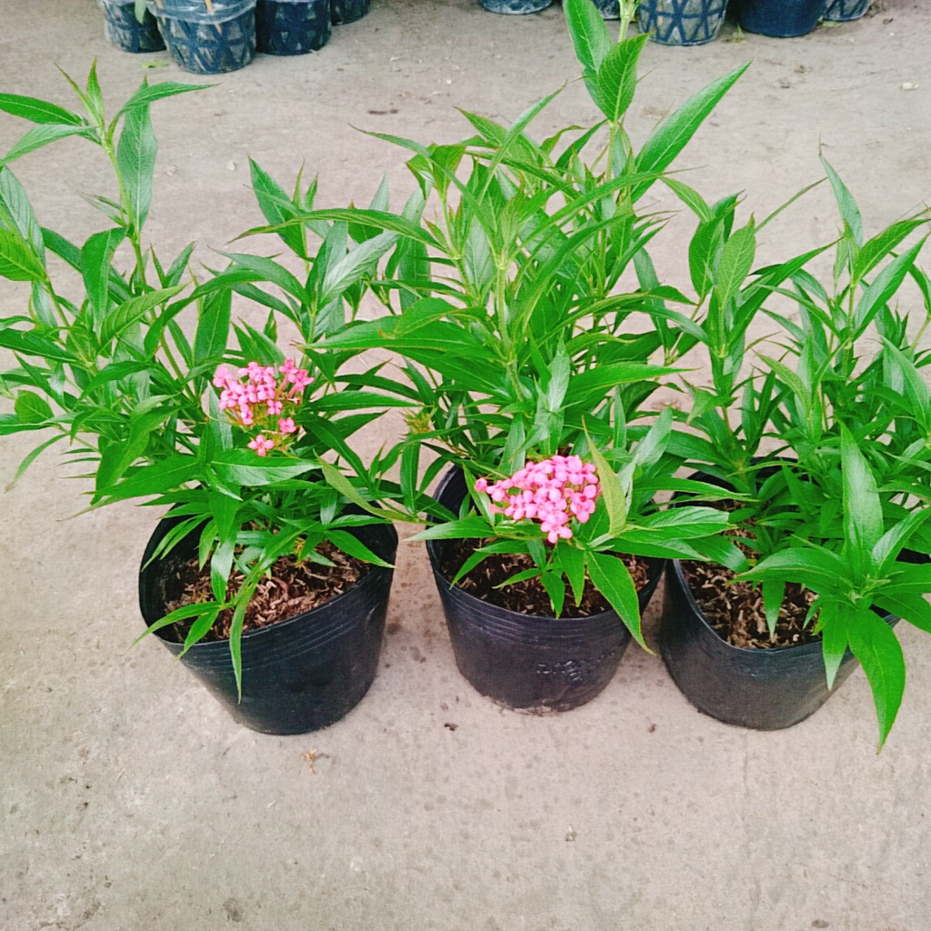 Cây Liễu Hồng - cây cảnh vườn - caykiengsadec