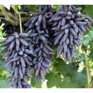 CÂY GIỐNG NHO PHÙ THỦY (NHO MÓNG TAY) - 50K/CÂY