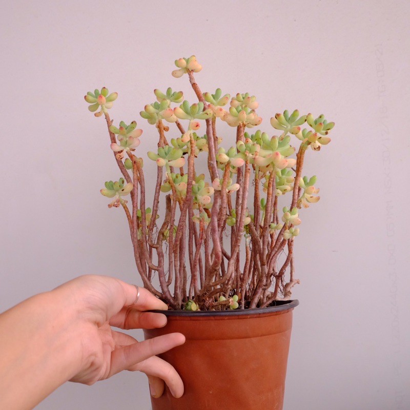 (SEDUM PACHYPHYLLUM) BỤI SEN ĐÁ THẠCH NGỌC THỤ LỚN