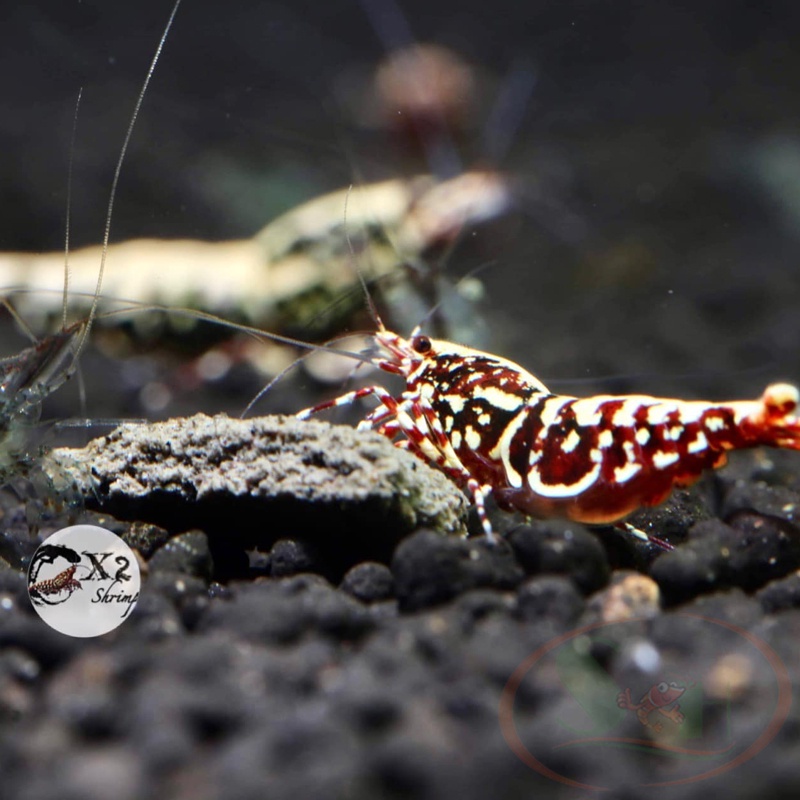 Nền X2 Baby Boom Soil Chuyên Tép Cảnh - Túi 1 lít