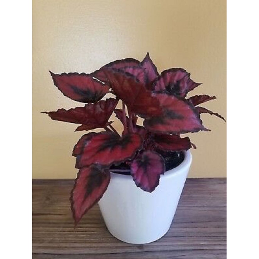 Chậu cây Begonia rex Red Kiss (Thu Hải Đường Nụ Hôn Đỏ) chậu nhựa