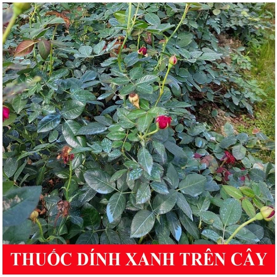 Thuốc bệnh mancozeb, Man xanh UPL, Man xanh Ấn độ gói 100g trừ vàng lá, thán thư, sương mai, mốc sương, phấn trắng
