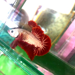 BETTA RỒNG ĐỎ ( trống )
