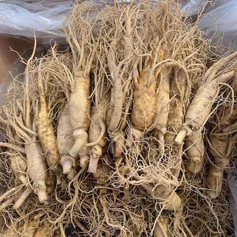 Nhân sâm tươi 170.000đ/ 1 củ size 12-14 củ/kg 6 năm tuổi Hàn Quốc