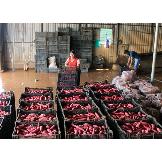 Khoai lang mật ruột vàng xuất khẩu đà lạt 1kg -giao hàng  ifast.com.vn  - cbig.vn hệ thống tạp hóa cbig.vn