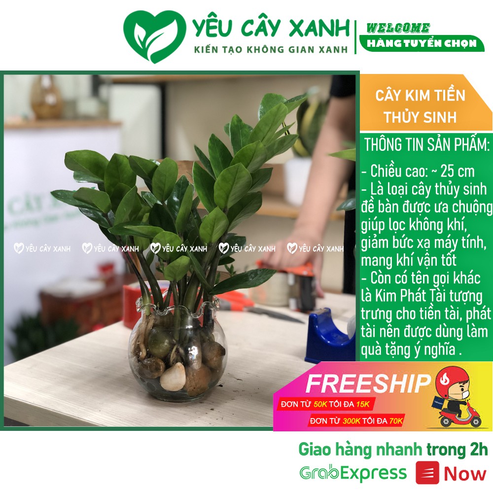 Cây Kim Tiền Thuỷ Sinh kèm chậu thủy tinh