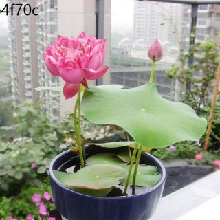 [Siêu khuyến mại] (Đã cắt đầu) Sen Mini Nhật màu ngẫu nhiên