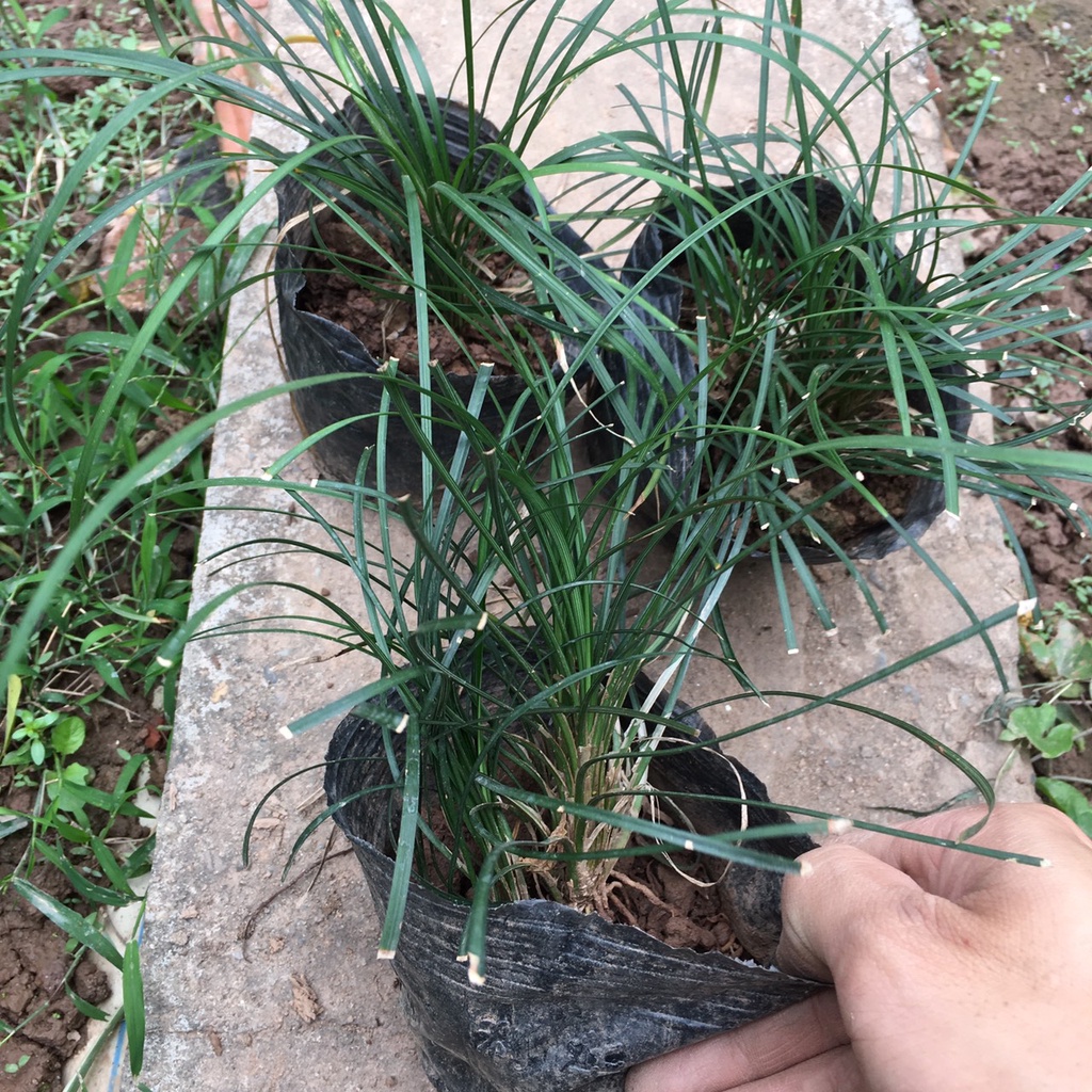Cây CỎ Tóc Tiên Bụi Nhỏ Trồng Sẵn,Dễ Chăm Thích Hợp Làm Đường Riềm Sân Vườn