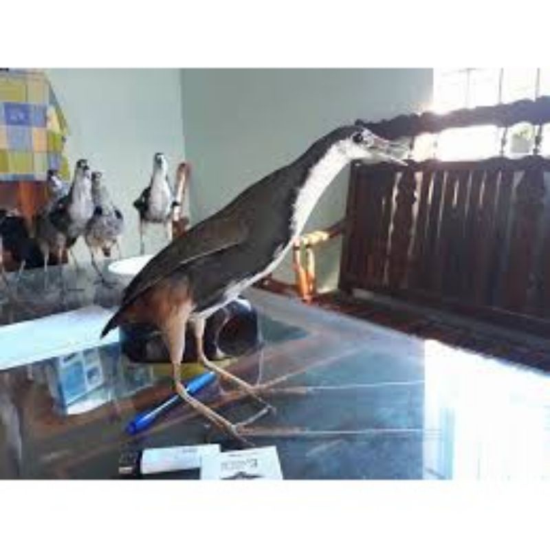 Quốc giả bơm keo 2021 , hàng chất lượng bảo hành 1 năm không hư