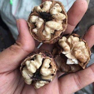 Óc chó nguyên hạt