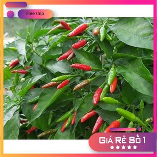 Hạt giống Ớt Xiêm (0.4g)