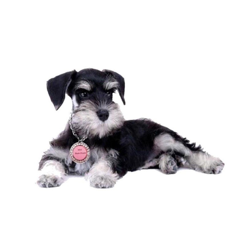 [ Rẻ Vô địch ] Bảng tên đính đá dành cho thú cưng cao cấp