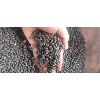 200gram hạt bông gòn giống