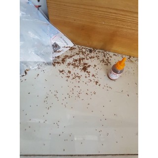 Thuóc diệt kiến, diệt gián thần thánh