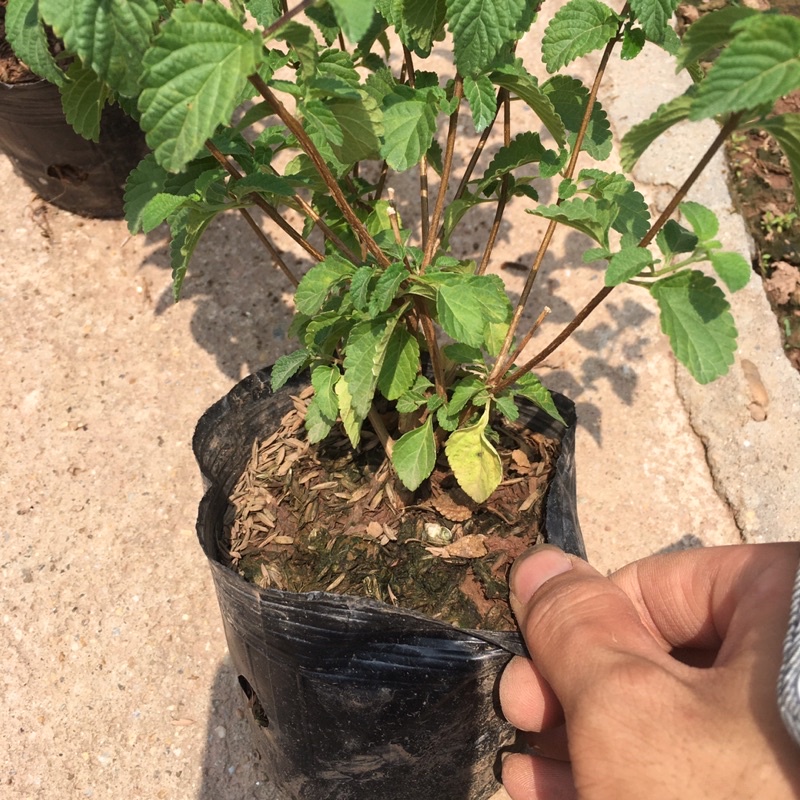 Cây Hoa Ngũ Sắc TÍM RỦ Hoa Quanh Năm,Ưa Nắng,Cây Xum Thích Hợp Trồng Ban Công