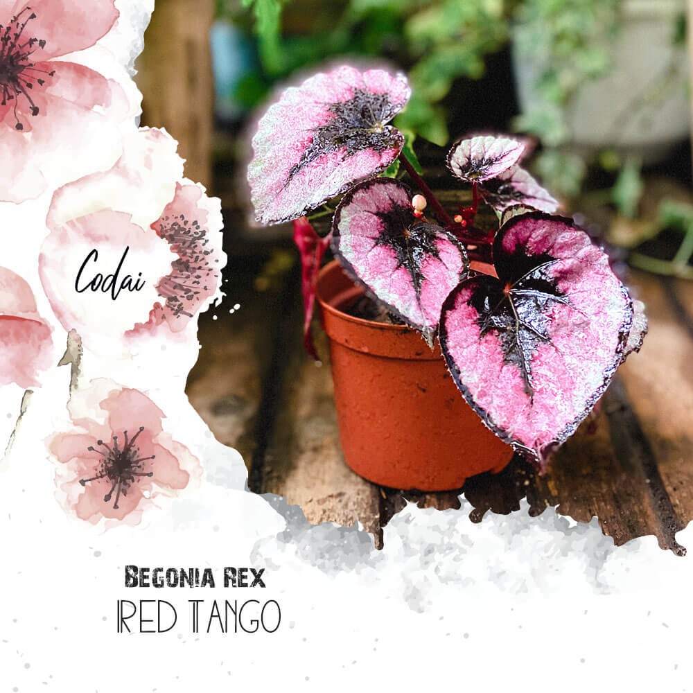 Chậu cây Begonia rex Red Tango (Thu Hải Đường Red Tango) chậu nhựa