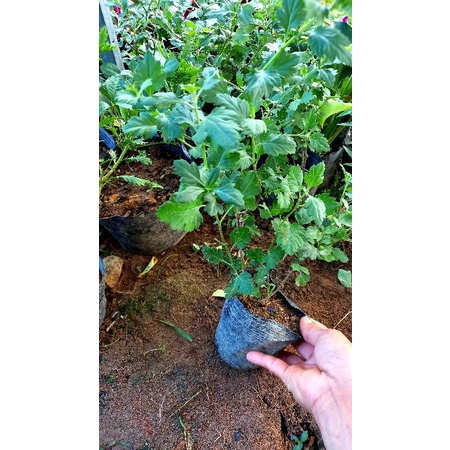 Cây cúc rủ vàng, trắng