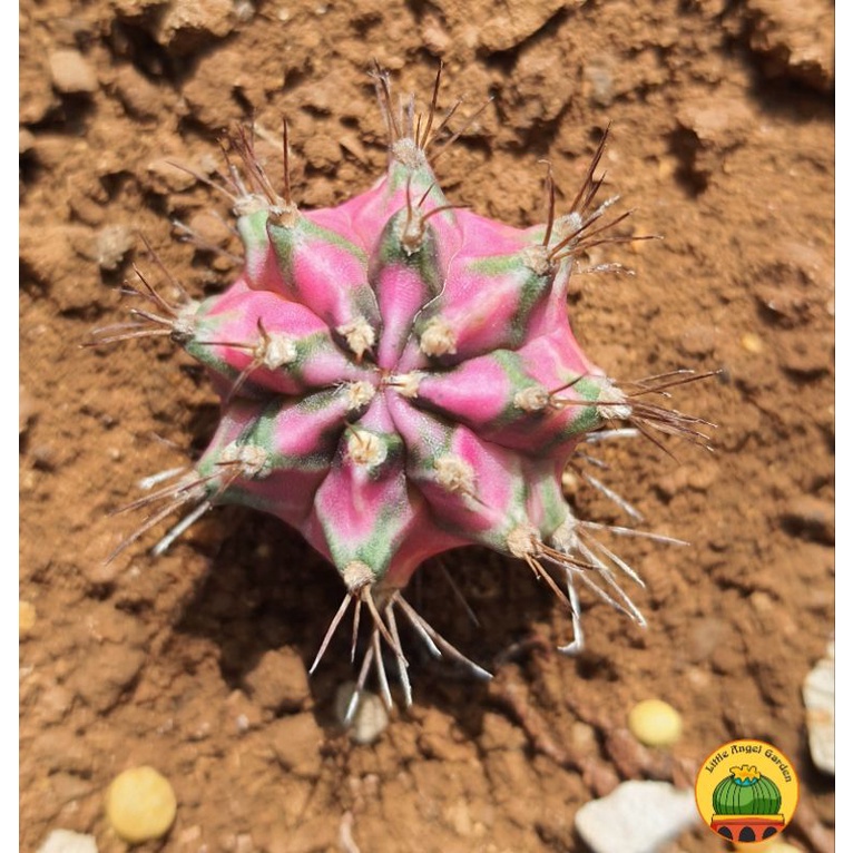 [VIP] Xương rồng Pink Diamond, cây như ảnh