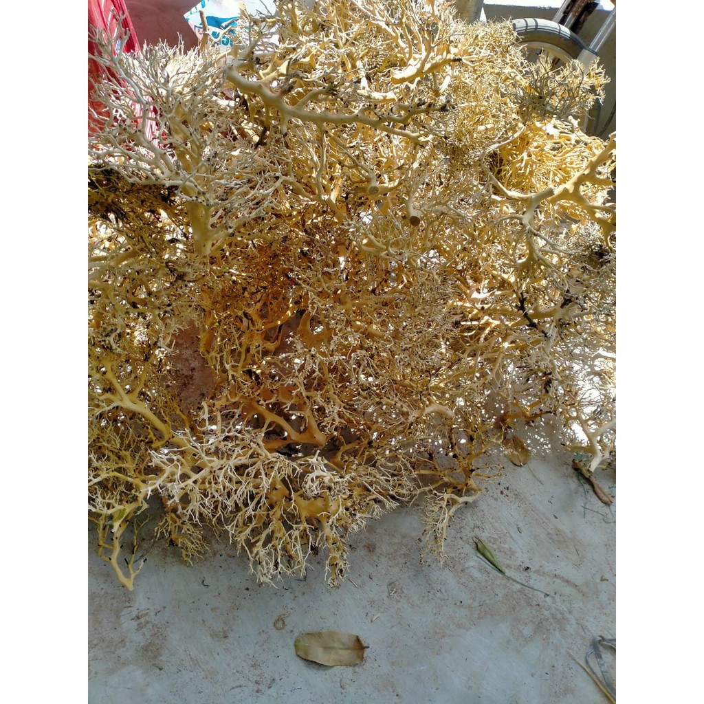 Lũa Xương Chùm (50gram) | Trang trí Thủy Sinh | Size To - Nhỏ |Mua nhiều giảm giá|