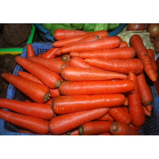 Hạt Giống Cà Rốt Siêu Trái F1 Loại Dễ Trồng Năng Suất Cao Kháng Sâu Bệnh ( gói 100gram ,200gram,500gram)