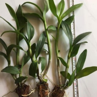 10 cây Lan dendro giống thái lan