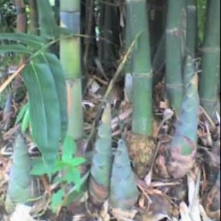 Cây giống măng bát độ