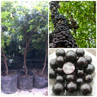 Hạt giống nho thân gỗ