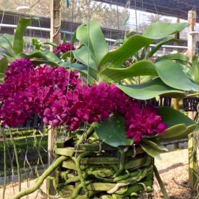 Nghinh xuân thái đủ màu