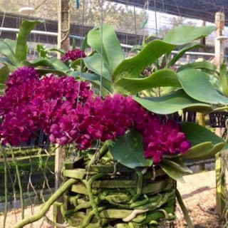 Nghinh xuân thái đủ màu