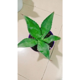 Cây xr agave