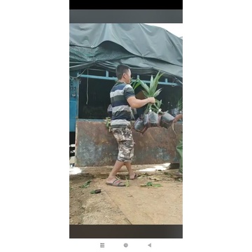 CÂY GIỐNG DỪA XIÊM LÙN SIÊU TRÁI , CHUẨN F1