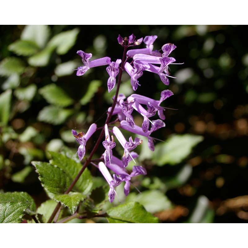 Chậu Mona lavender cây đang nụ-vườn của boss