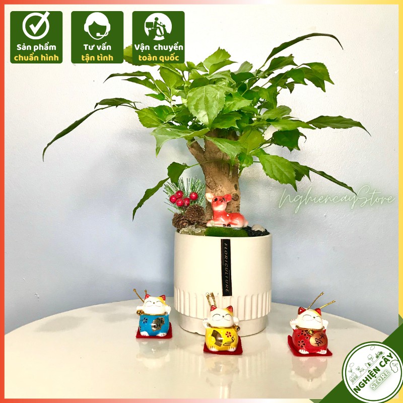 Cây hạnh phúc dáng thân cao, để bàn lọc không khí, làm quà tặng tinh tế