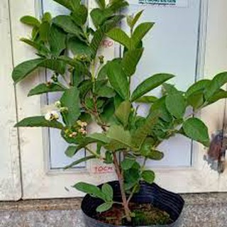 Cây ổi Nữ Hoàng TháiLand cao từ 80-100cm