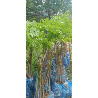 TRÁM ĐEN GIỐNG