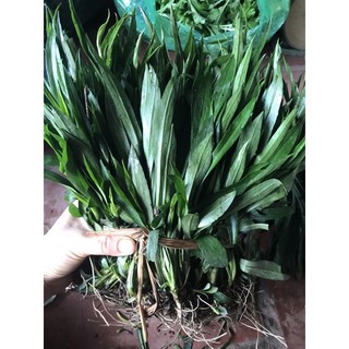 Thạch thảo tím kép 200 cây