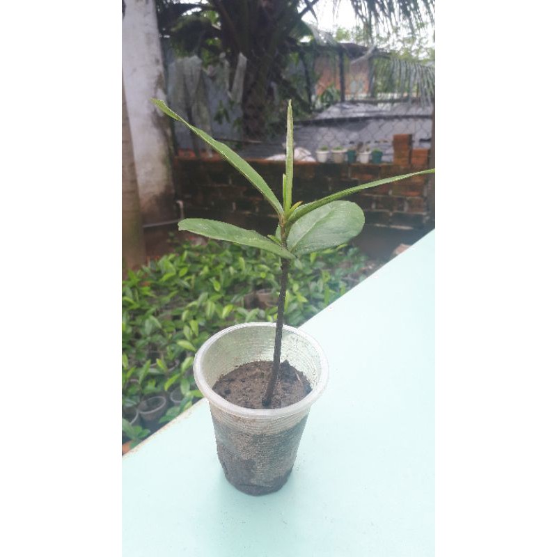 Cây đào hồng nhung sóc trăng