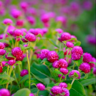 Hạt giống Hoa cúc bách nhật tím cúc núc áo