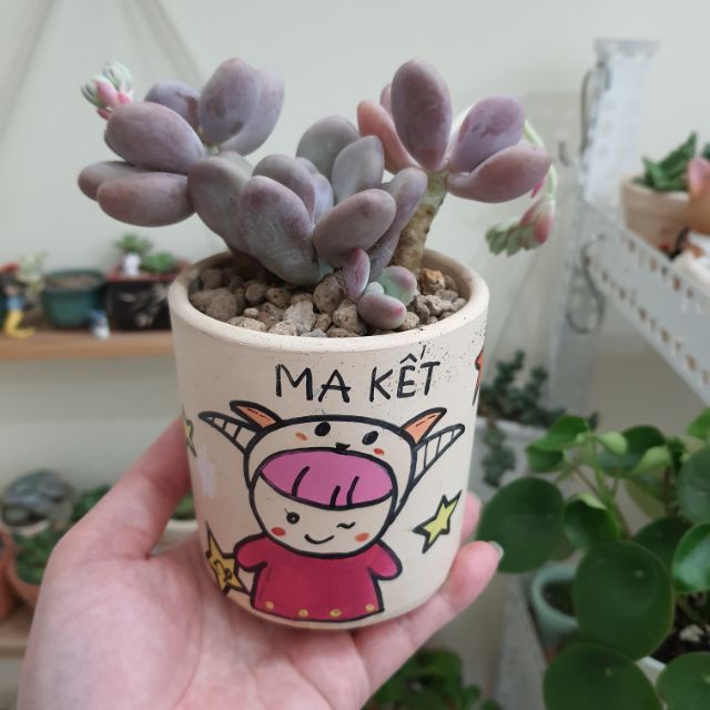 YẾN MẠCH TƯƠI ÚC [LOẠI 1]
